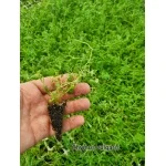 Thyme Kekik Fidesi - 300’lü Viyol