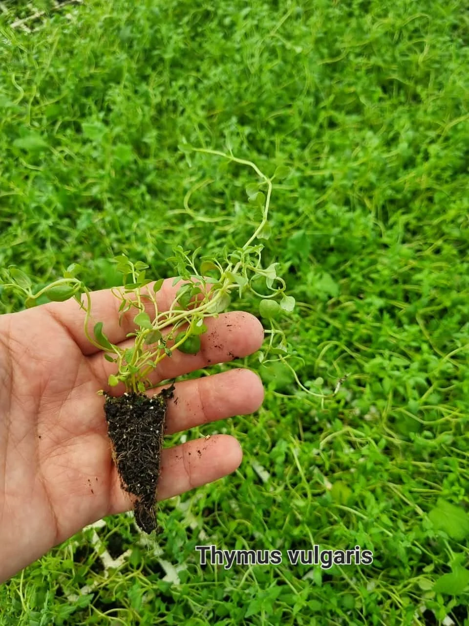 urun11 Thyme Kekik Fidesi - 300’lü Viyol - Görsel 1