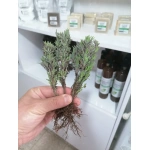 Lavanta (Lavandula Angustifolia) Fidesi