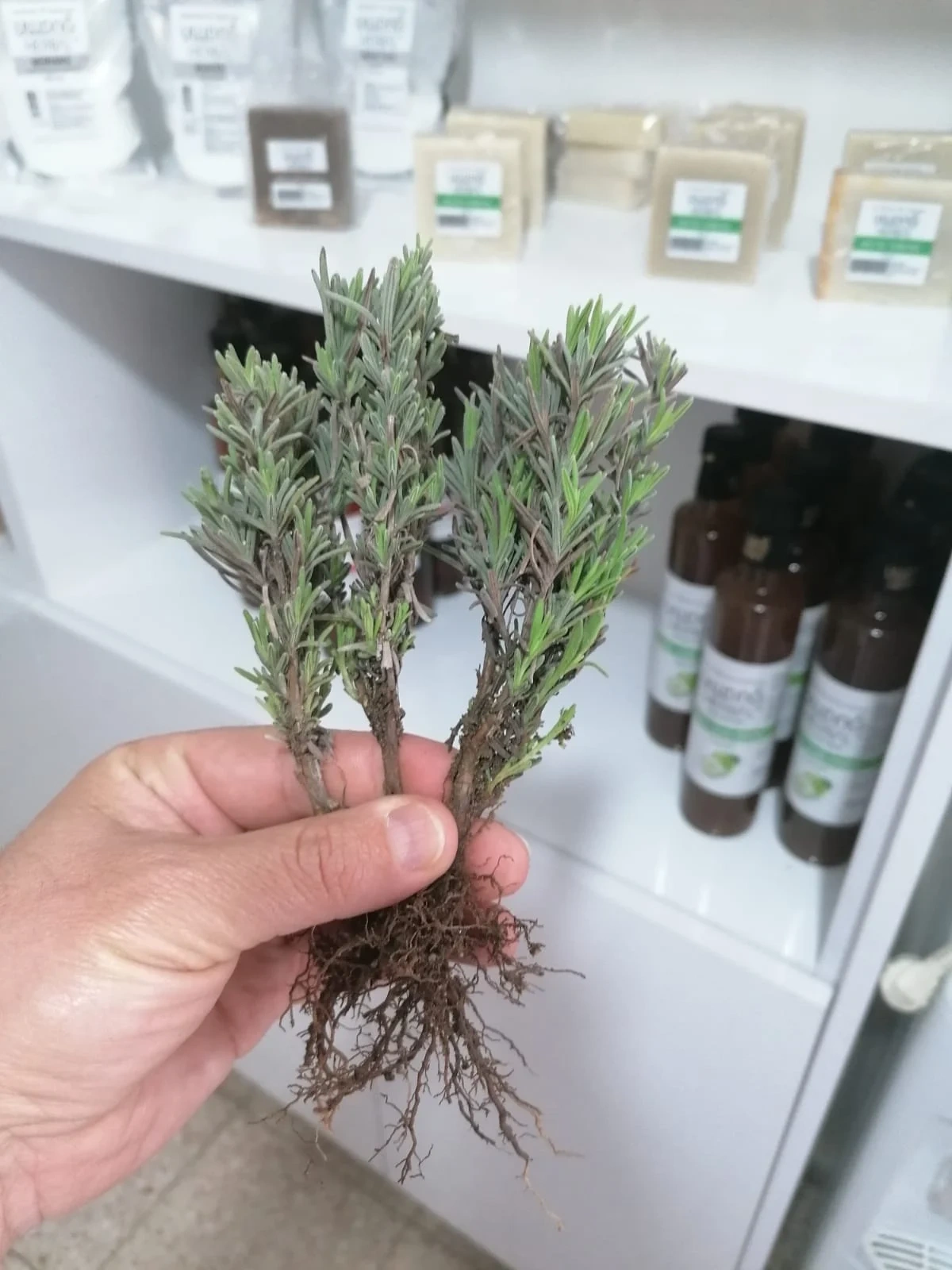 urun16 Lavanta (Lavandula Angustifolia) Fidesi - Görsel 1