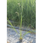 Vetiver Fidanı