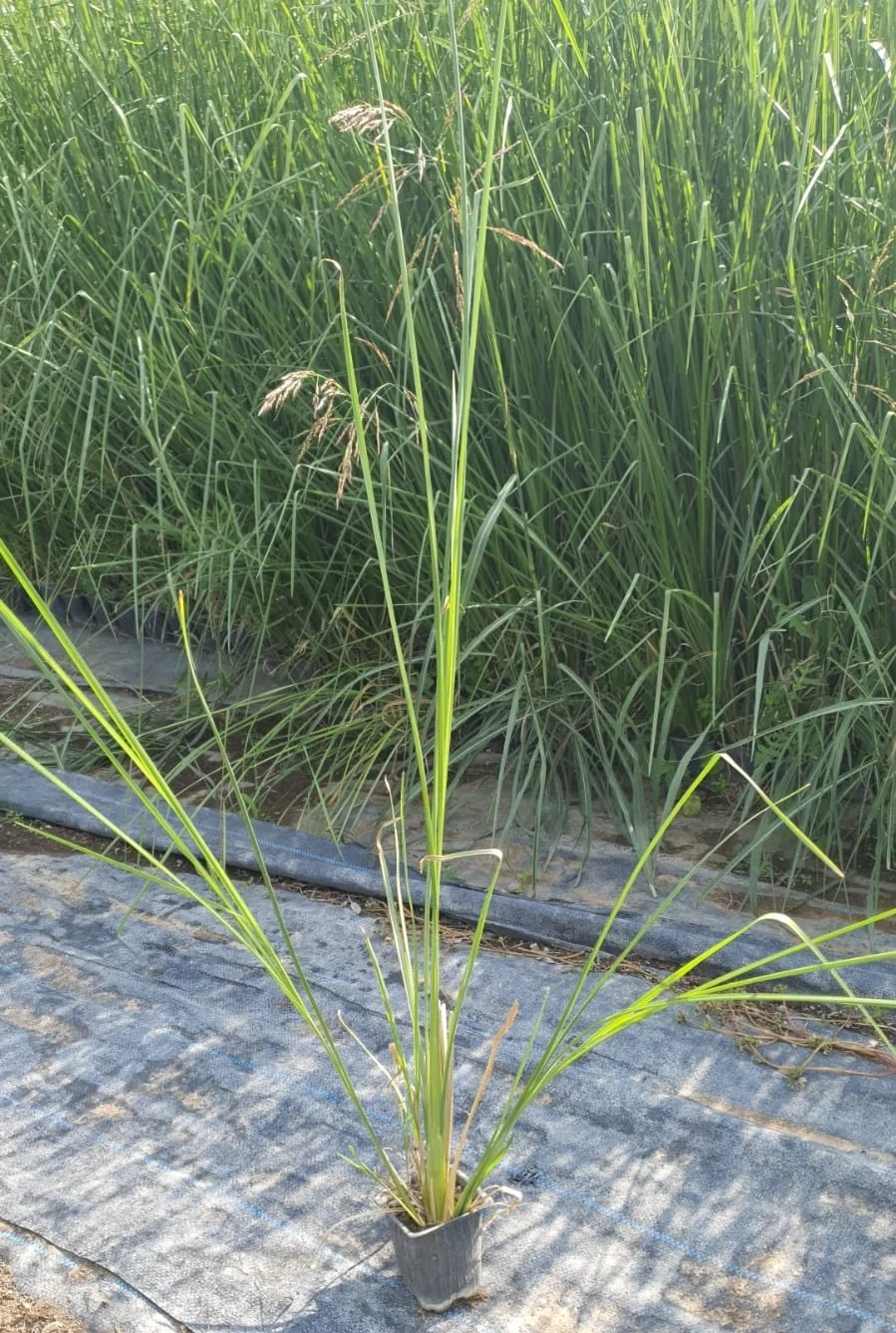 urun28 Vetiver Fidanı - Görsel 1