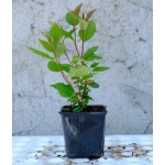 Aronia Fidanı