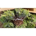 Lavanta (Lavandula İntermedia) Fidesi