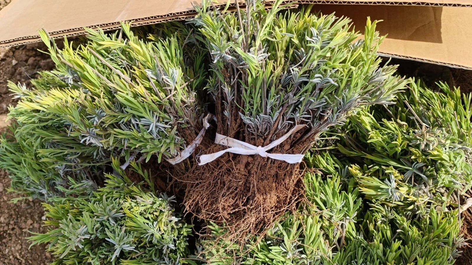 urun8 Lavanta (Lavandula İntermedia) Fidesi - Görsel 1